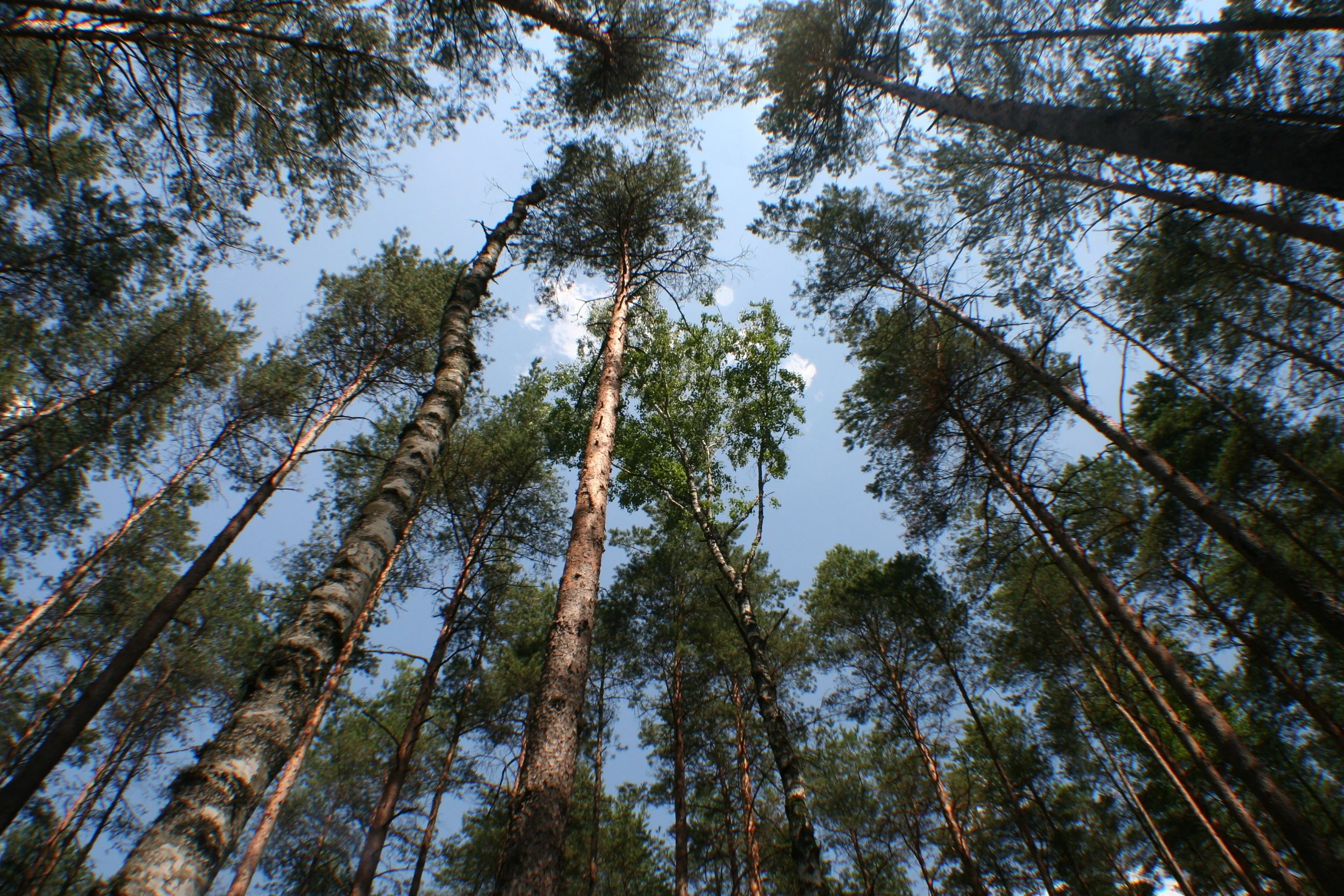 Can't see the forest for the trees