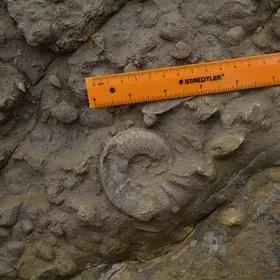 Ammonite (Jurassic) - Coimbra Formation  at Praia Velha