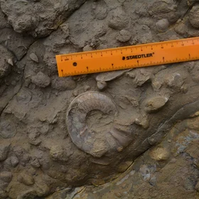 Ammonite (Jurassic) - Coimbra Formation  at Praia Velha