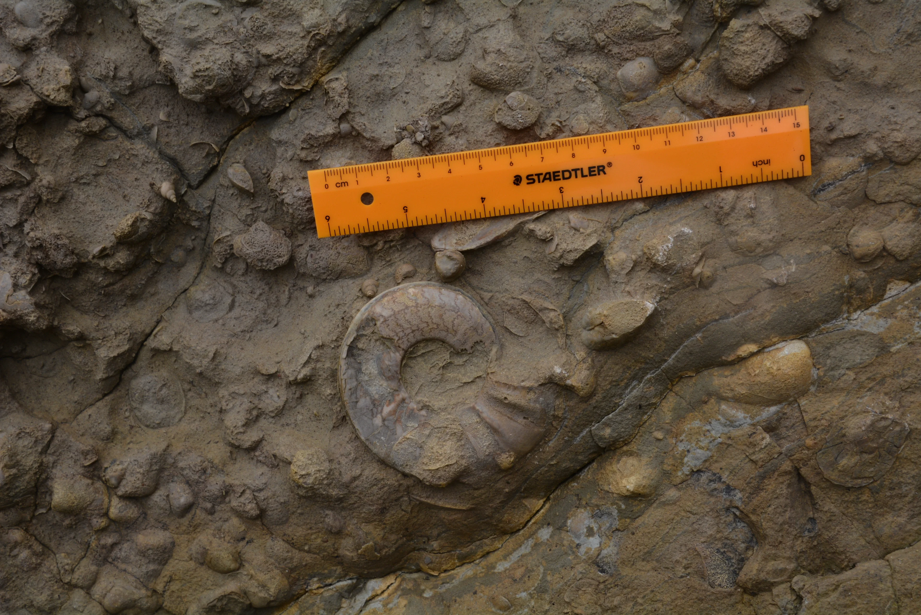 Ammonite (Jurassic) - Coimbra Formation  at Praia Velha