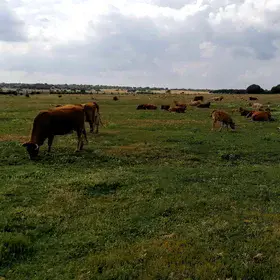 When the cows come home