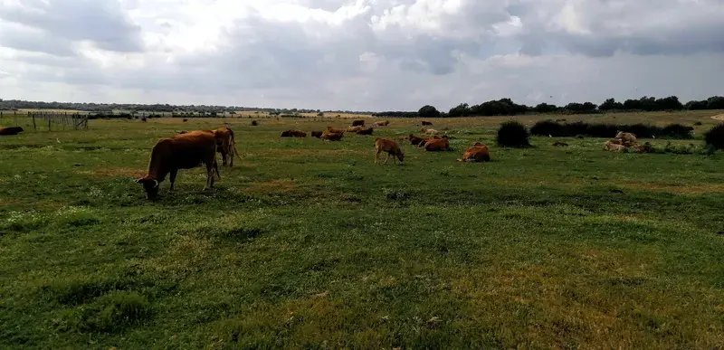 When the cows come home