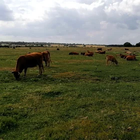 When the cows come home