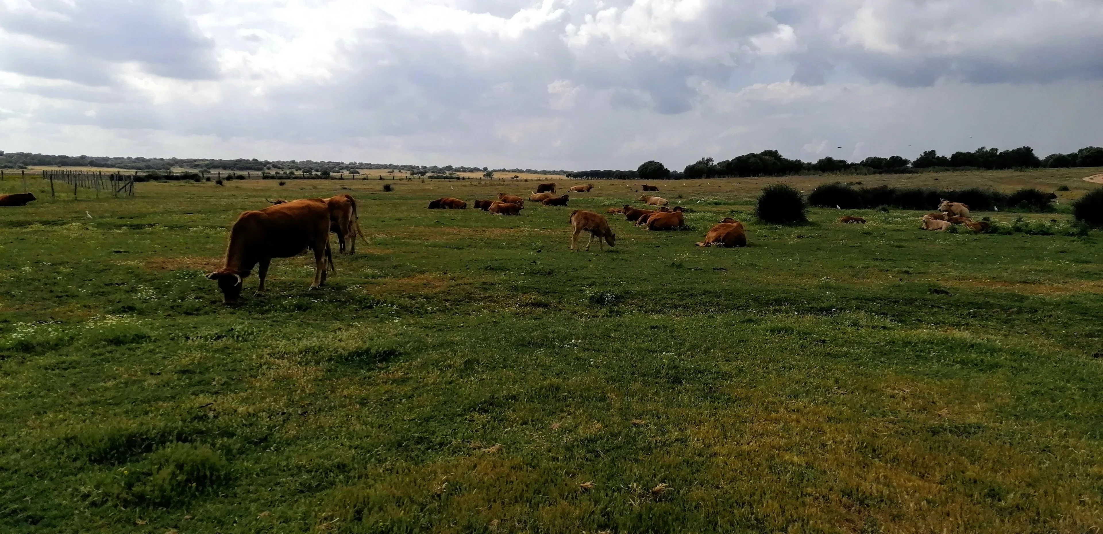 When the cows come home