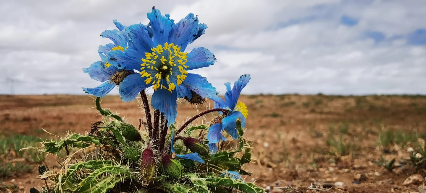 Blooming Prickly Blue Poppies at Hoh Xil, the No Man's Land
