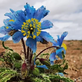 Blooming Prickly Blue Poppies at Hoh Xil, the No Man's Land