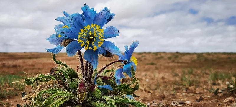 Blooming Prickly Blue Poppies at Hoh Xil, the No Man's Land