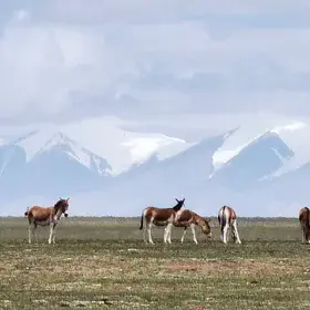 The Hoh Xil Mountain and the Wild Tibetan Donkeys