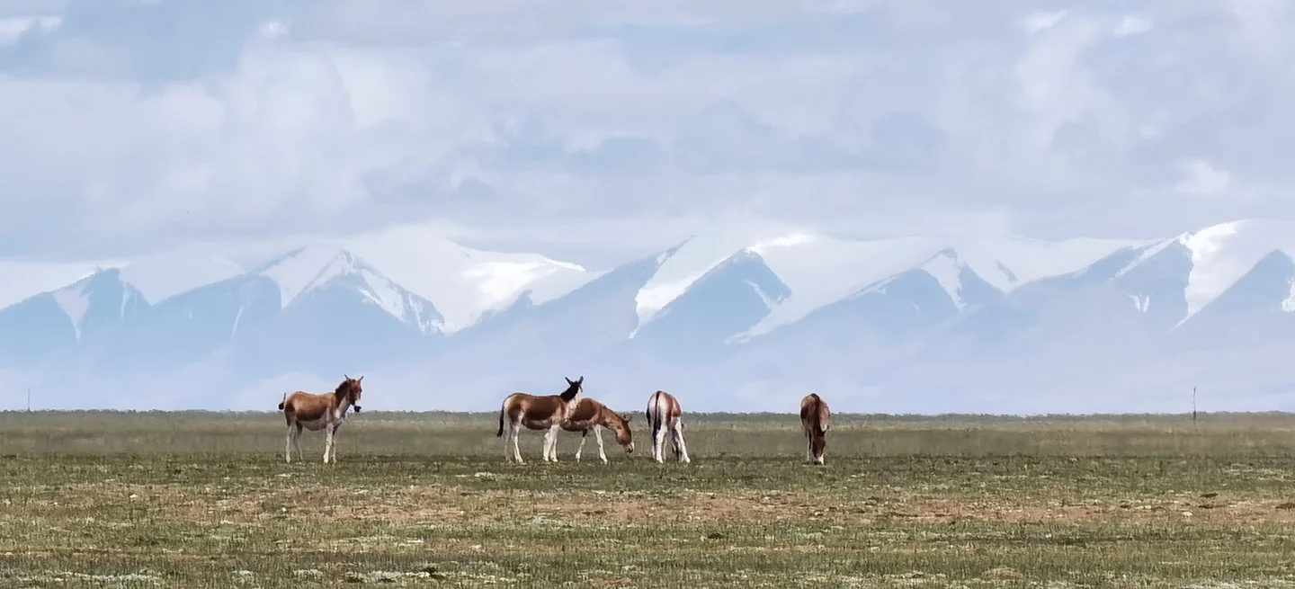 The Hoh Xil Mountain and the Wild Tibetan Donkeys