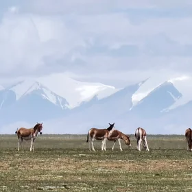 The Hoh Xil Mountain and the Wild Tibetan Donkeys