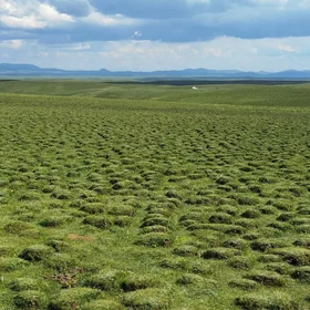 Meiren Grassland in Gannan Tibetan Autonomous Prefecture