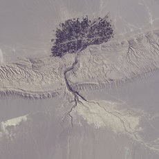 Satellite image of the tree-like village by Mohammad Goudarzi