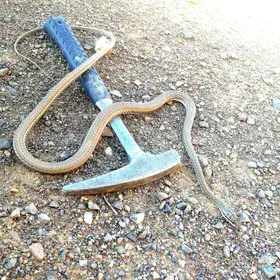 A geologist poisonous snake