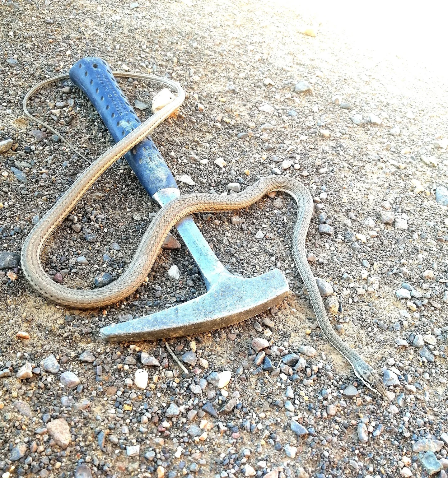 A geologist poisonous snake