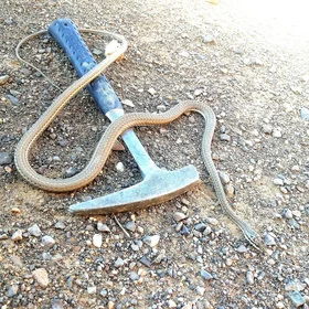 A geologist poisonous snake