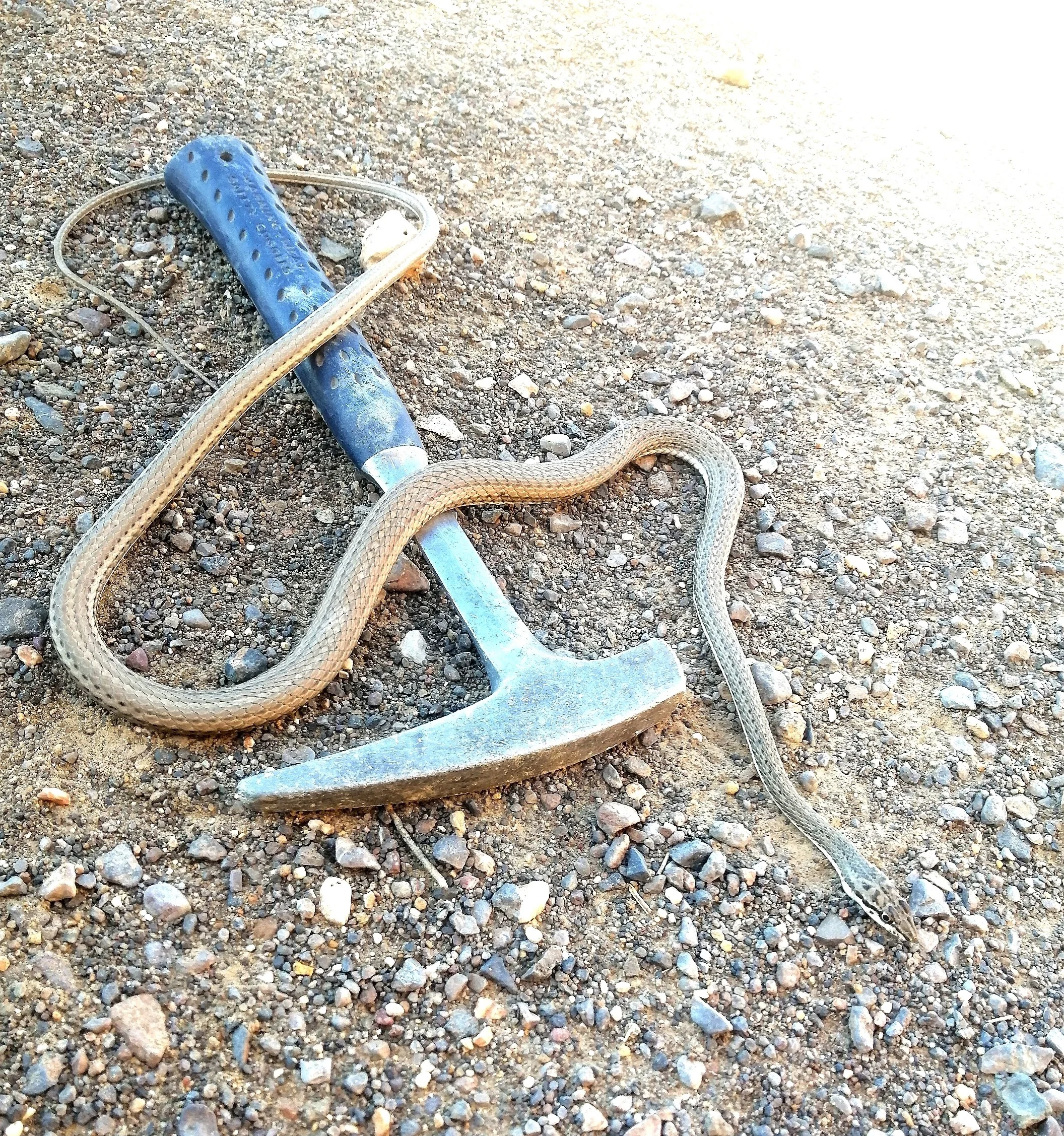 A geologist poisonous snake