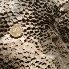 The Original Photo of Coral Fossilized Colony