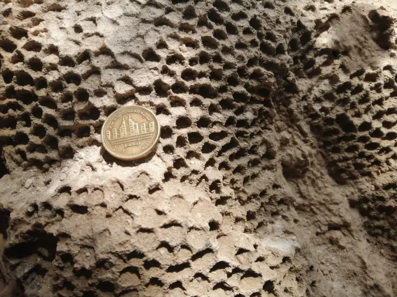 The Original Photo of Coral Fossilized Colony