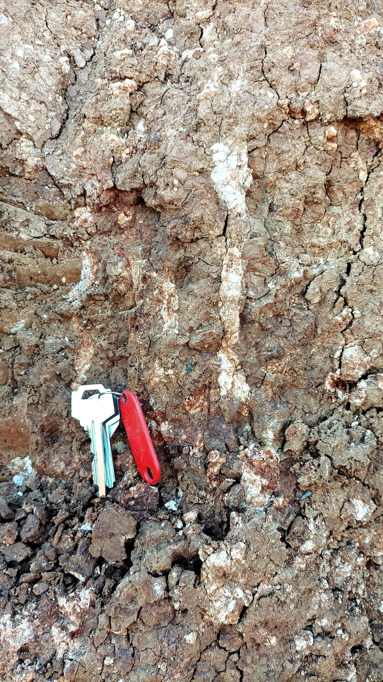 Calcium carbonate concretion occupying the void of an old root