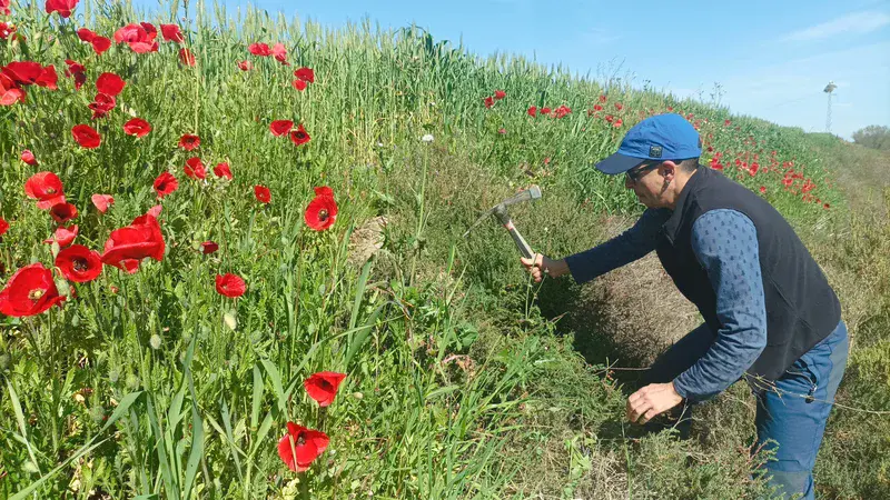 Soil scientists in action: Gael sampling soil among poppies
