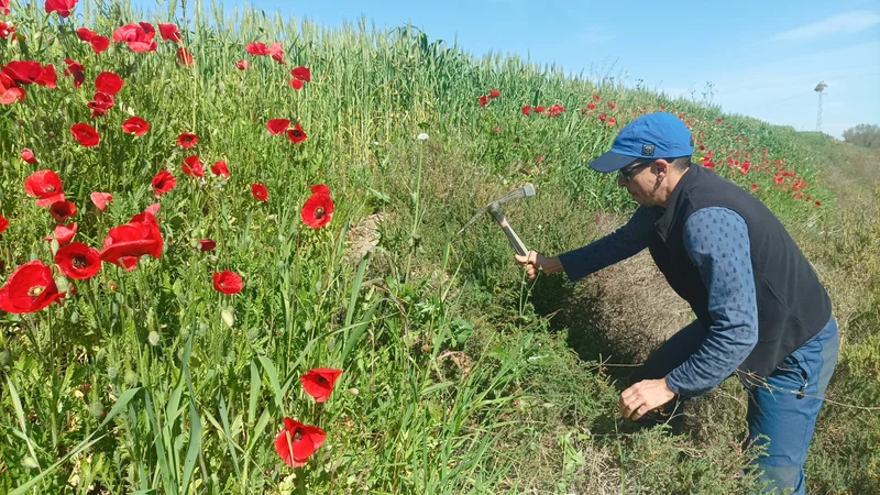 Soil scientists in action: Gael sampling soil among poppies