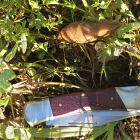 Sticky situation: a gastropod's tale