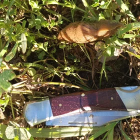 Sticky situation: a gastropod's tale