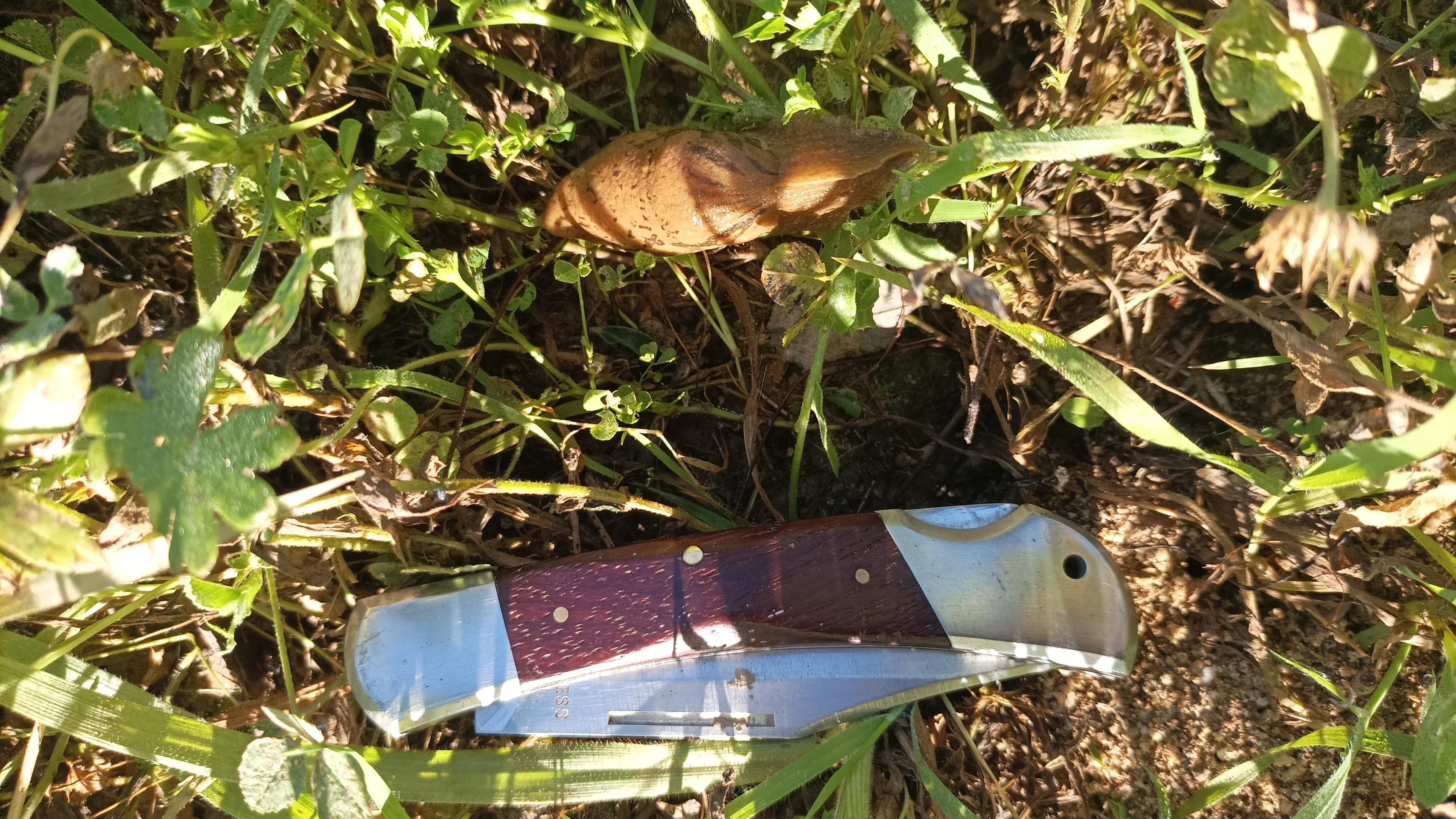 Sticky situation: a gastropod's tale