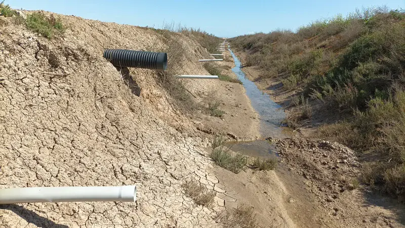 Drainage system in a cropped Calcic Solonchak in Veta La Palma, marshes of Doñana National Park (SW Spain)