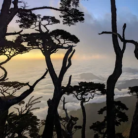 Giant trees and ancient mountains