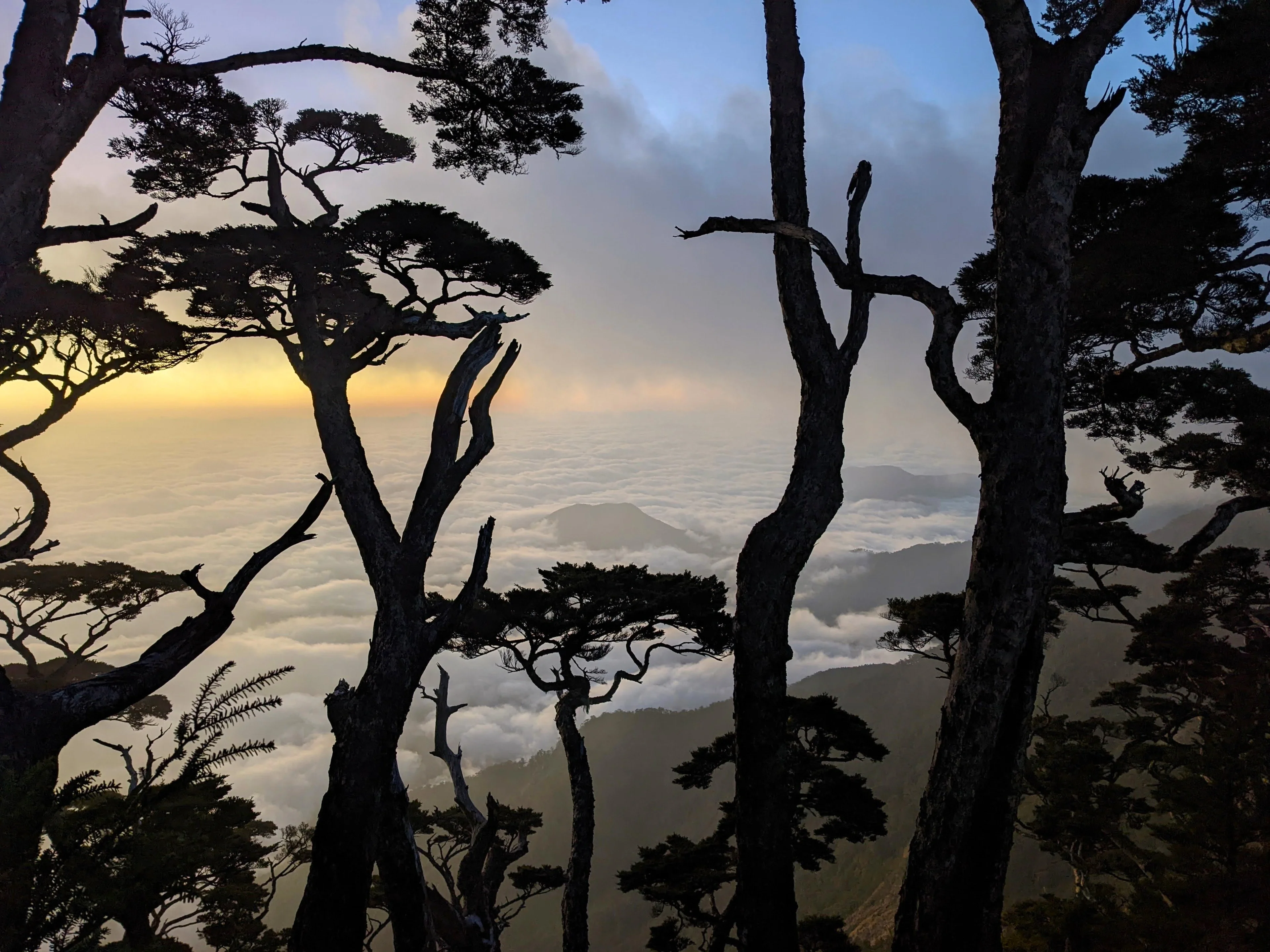 Giant trees and ancient mountains