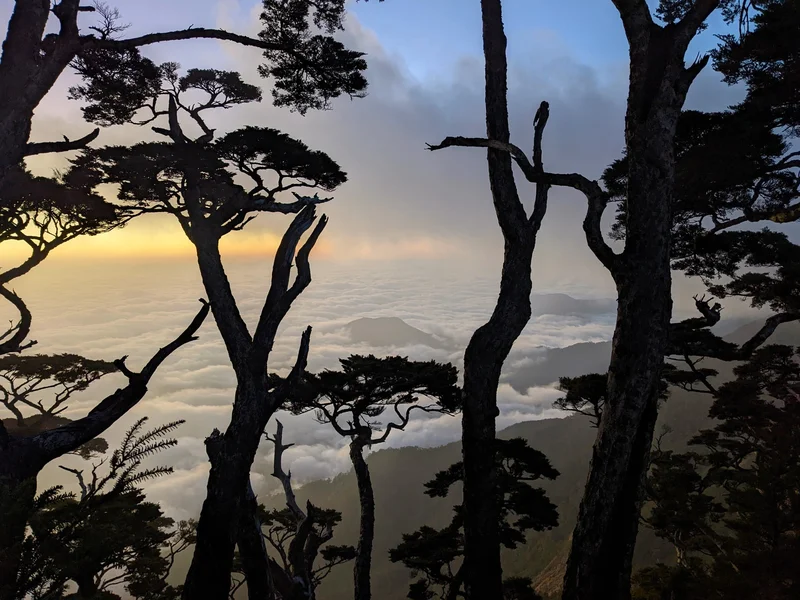 Giant trees and ancient mountains