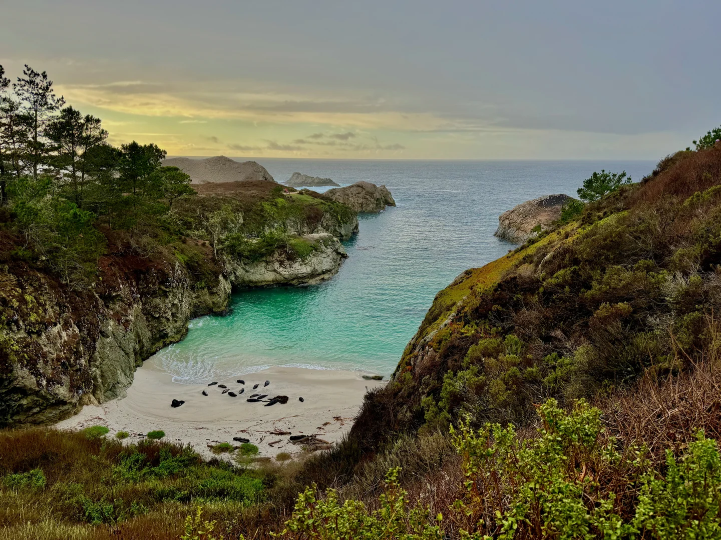 Sleepy Shores: A Seal's Sanctuary