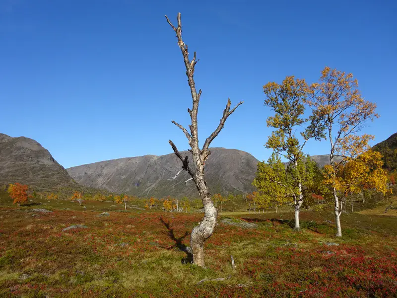 Birch trees in northern Norway
