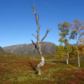Birch trees in northern Norway