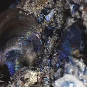 Iridescent shelly phosphorite from Estonia