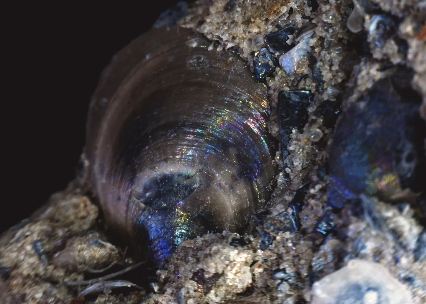Iridescent shelly phosphorite from Estonia