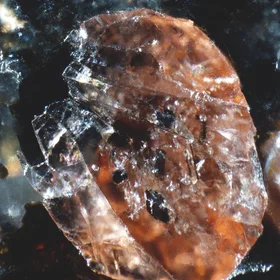 Precambrian garnet from Kopparnäs coastline, Finland