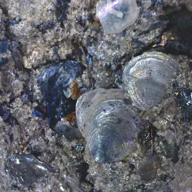 Estonian shelly phosphorites