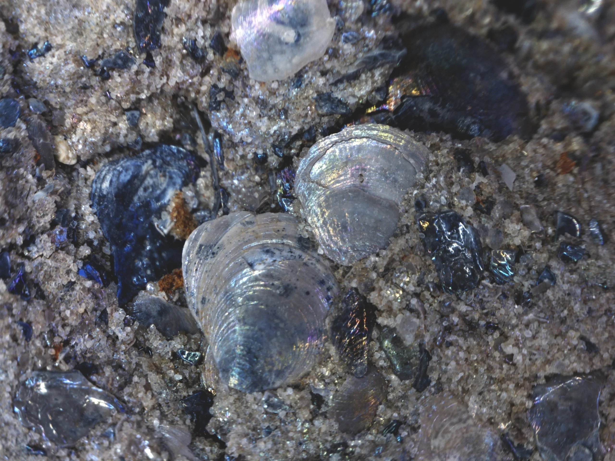 Estonian shelly phosphorites