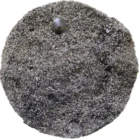 Cut drill core section of Estonian phosphorite