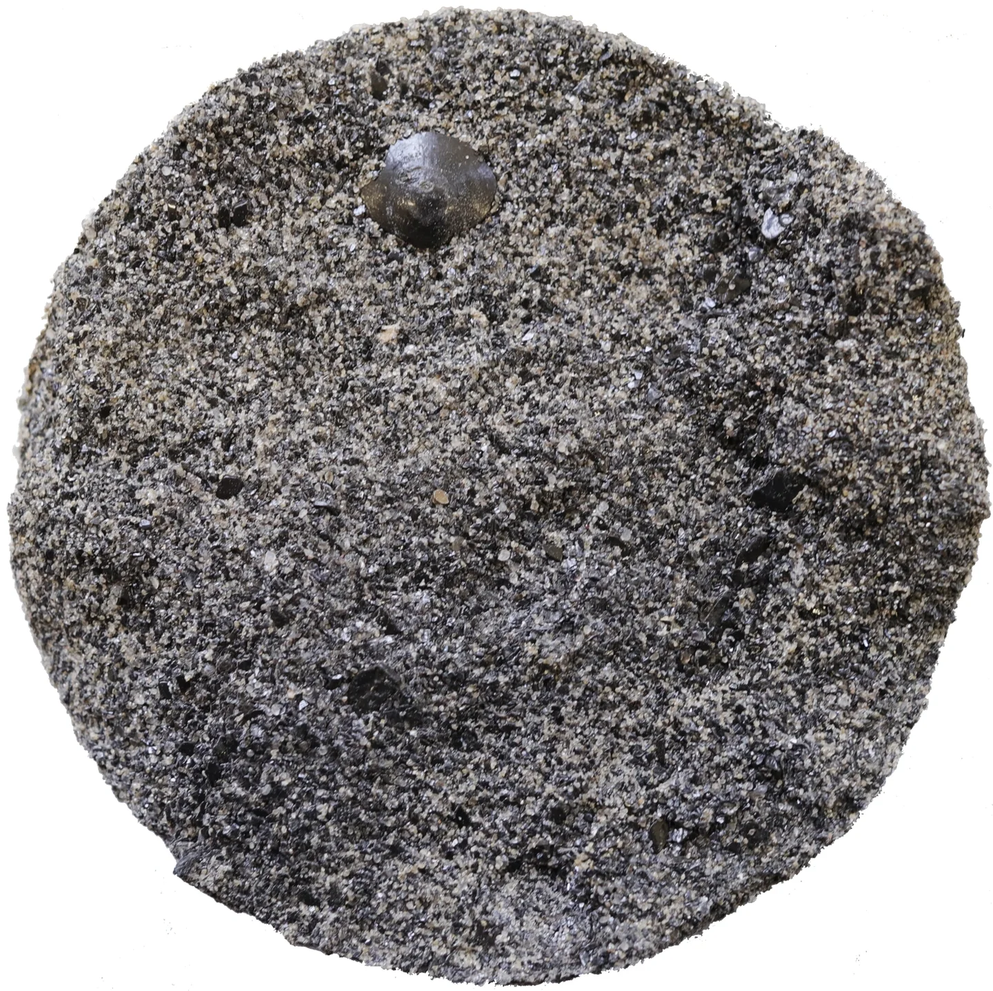 Cut drill core section of Estonian phosphorite