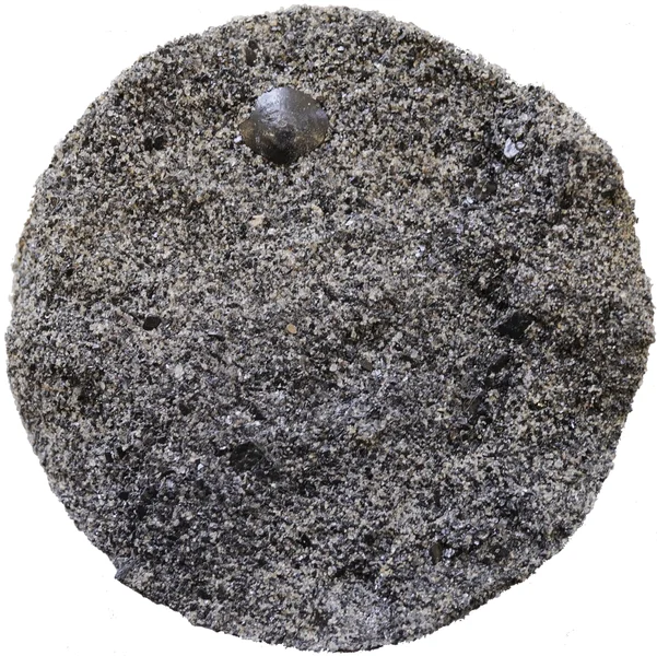 Cut drill core section of Estonian phosphorite
