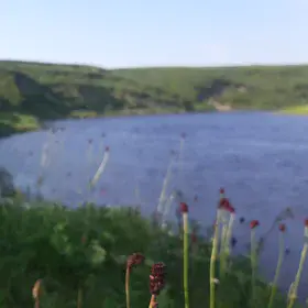 Colours of the Arctic summer