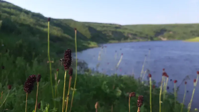 Colours of the Arctic summer
