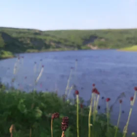 Colours of the Arctic summer