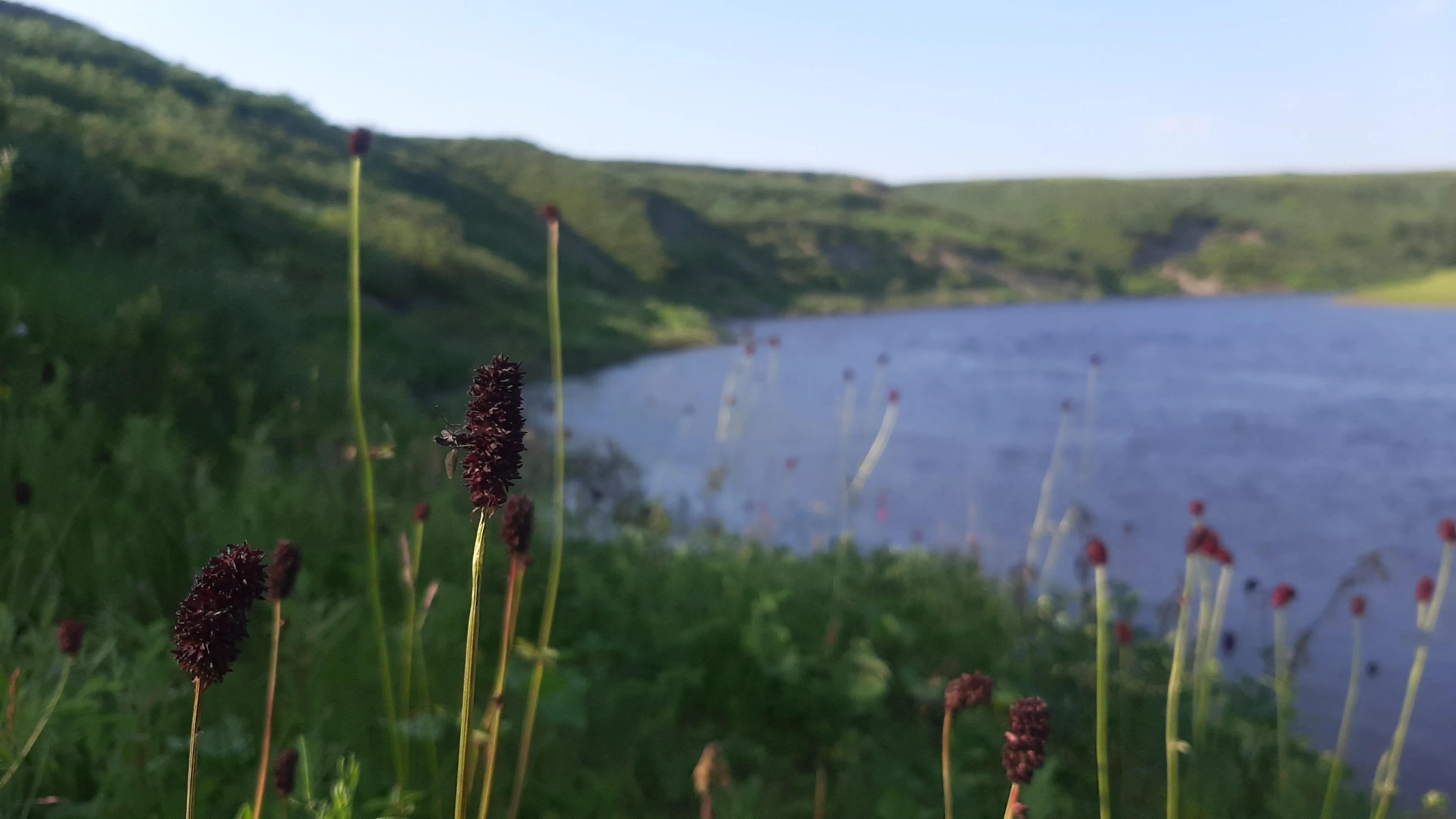 Colours of the Arctic summer