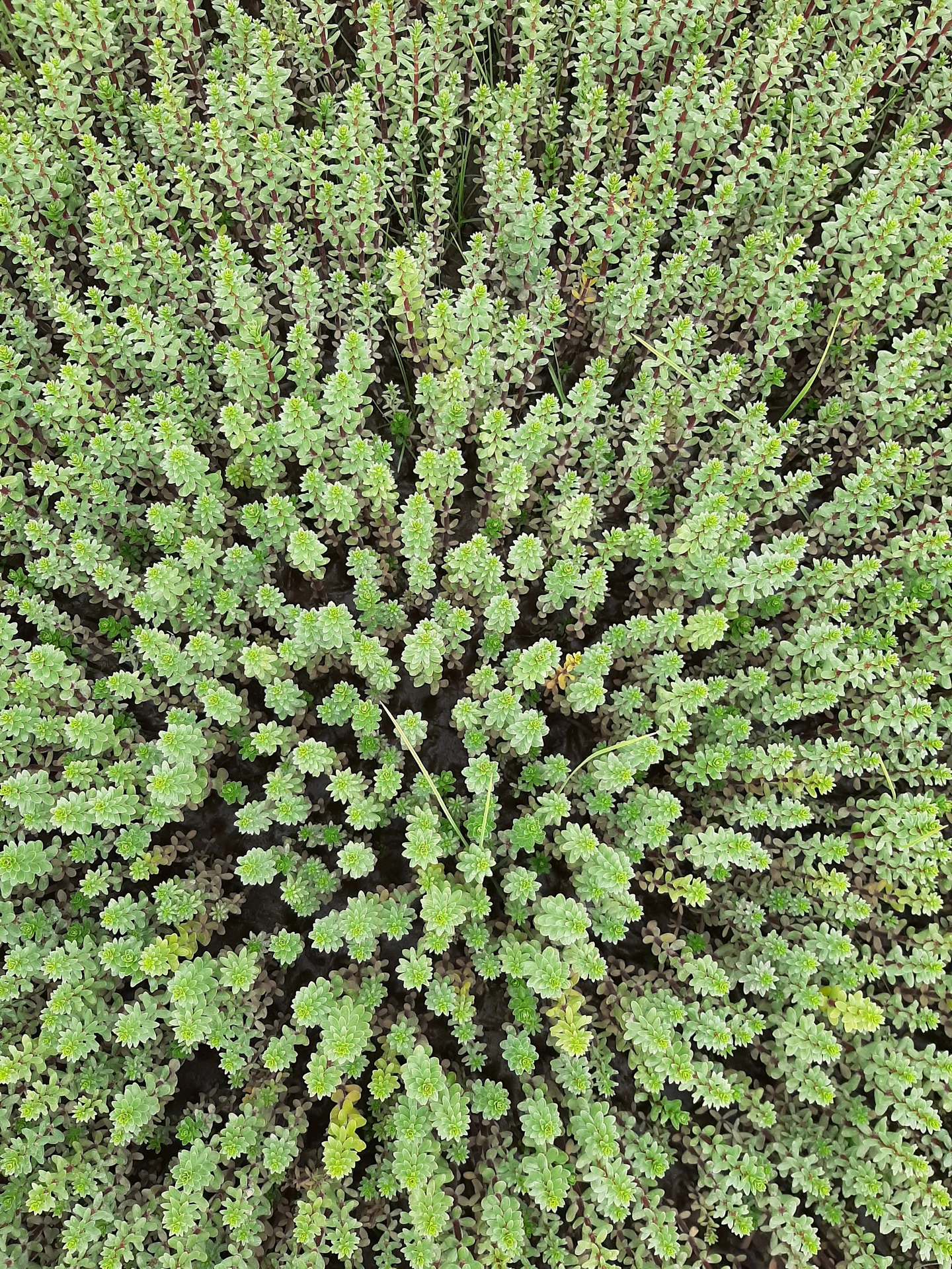 Arctic Marsh “Forests"