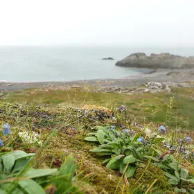 Life at the Edge: Arctic Flora on Dolgy Island