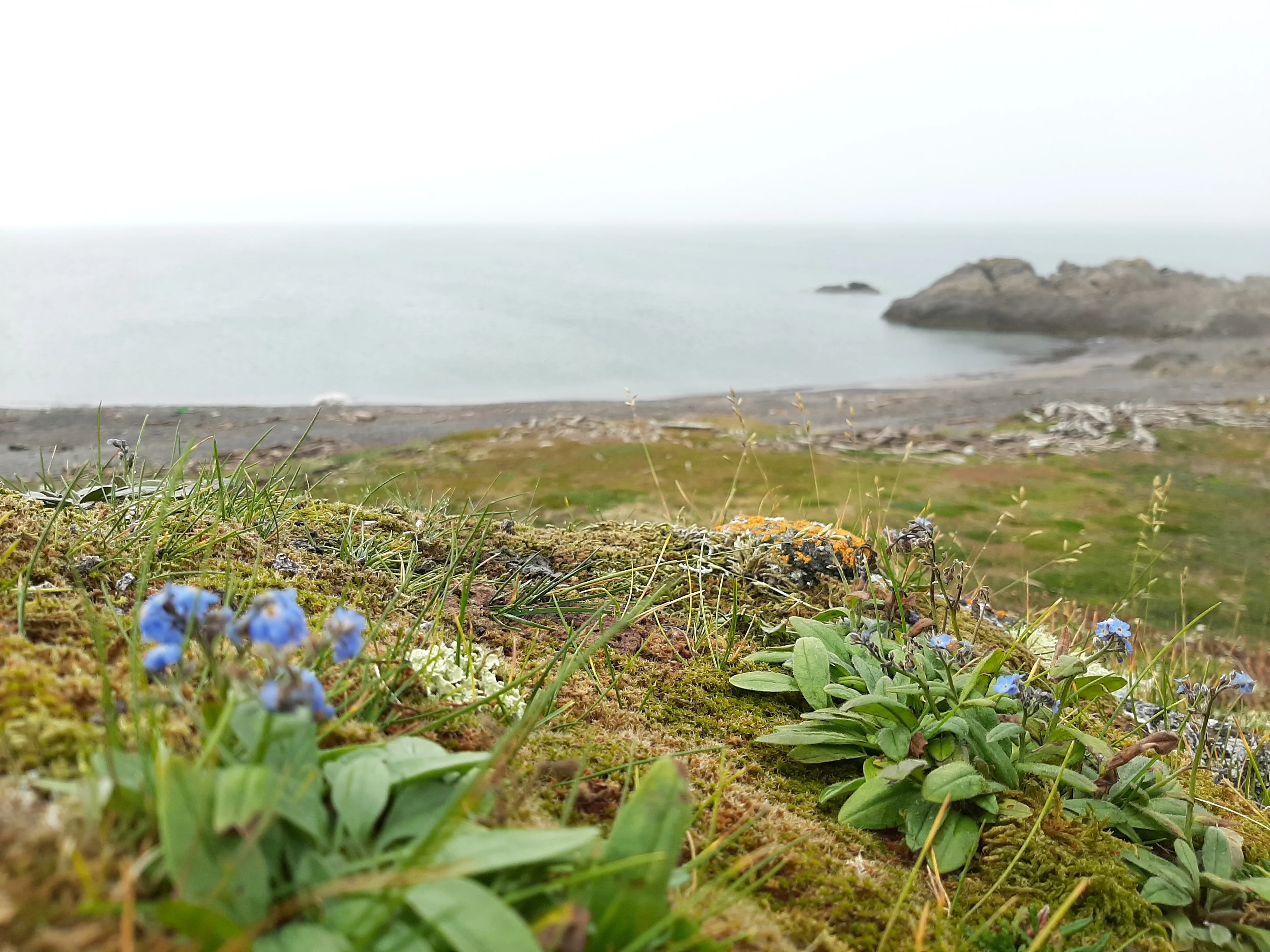 Life at the Edge: Arctic Flora on Dolgy Island